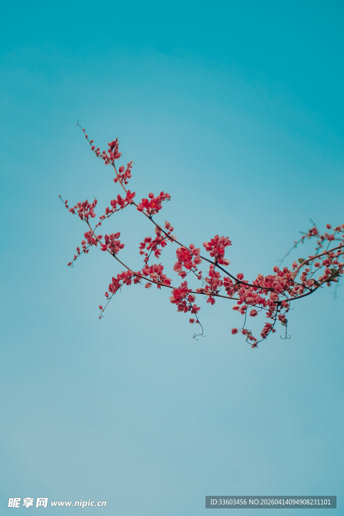蓝天映衬下的艳丽花枝