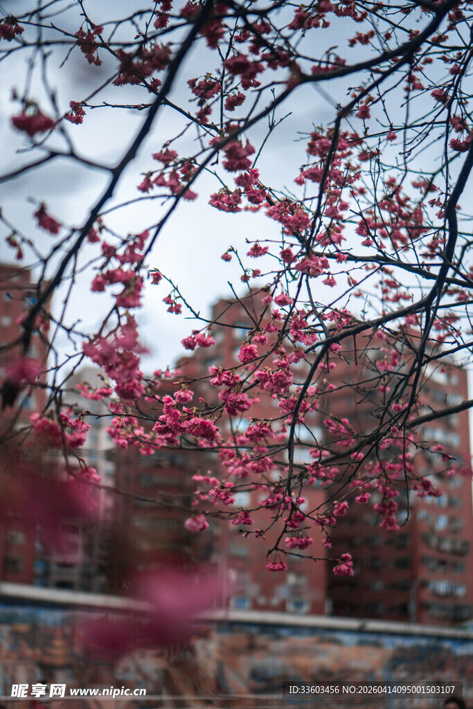 春日繁花盛开的城市景象