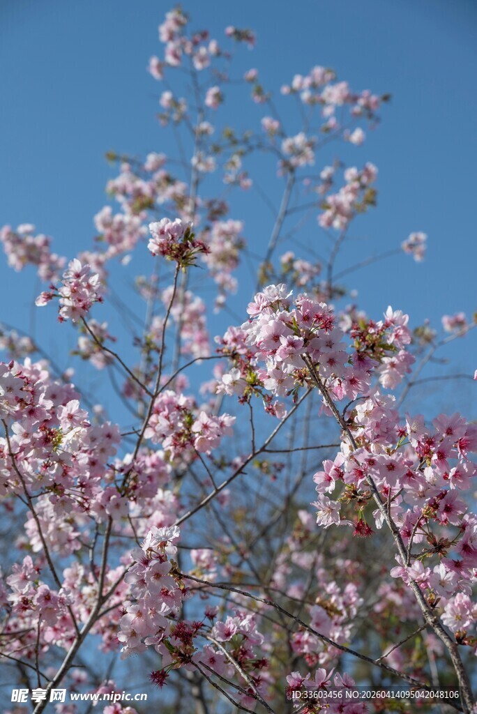 春日繁花绽放枝头