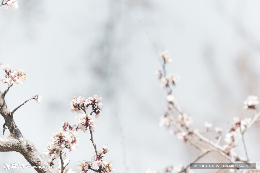 枝头绽放的粉嫩花朵