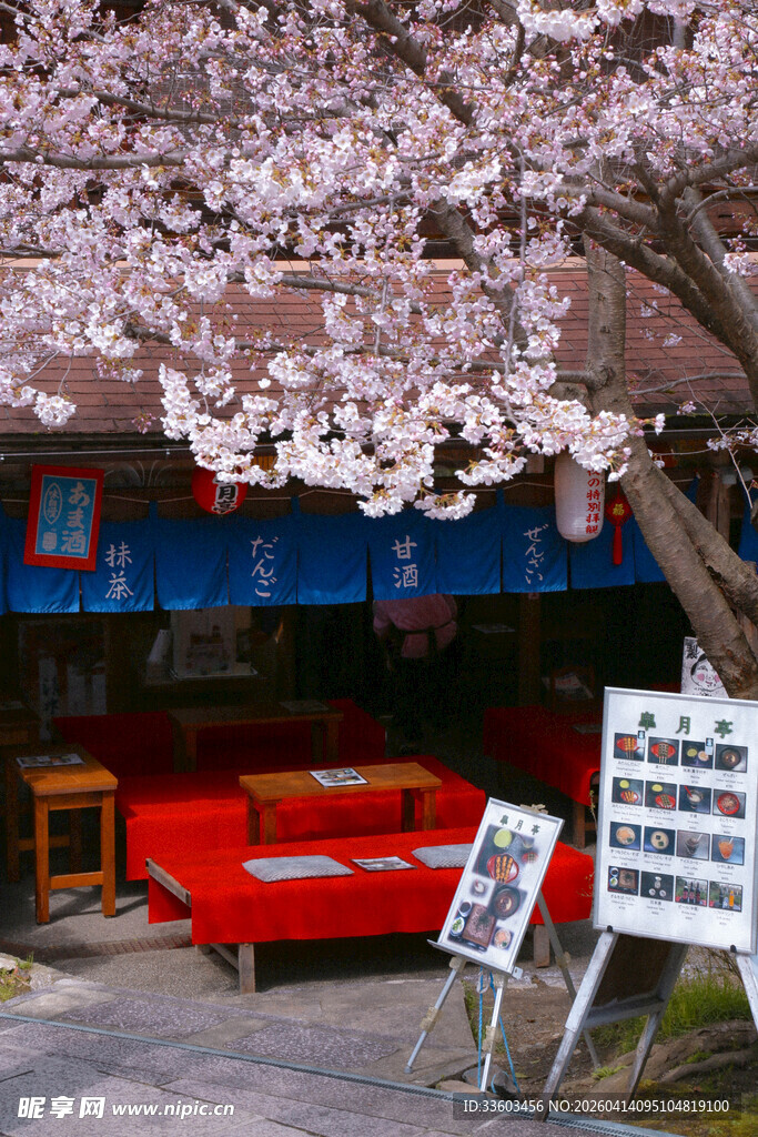 樱花树下的复古红色汽车