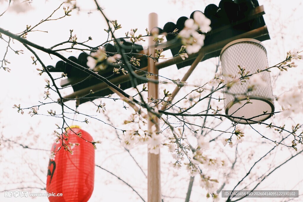 枝头红灯笼伴繁花绽放