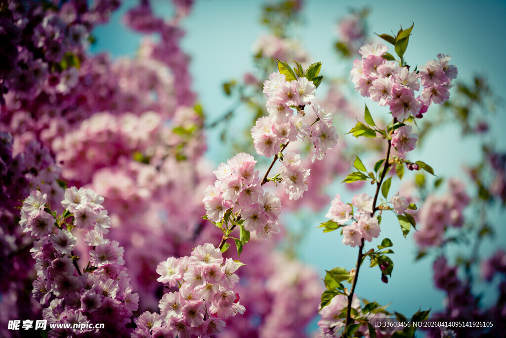 春日烂漫繁花绽放
