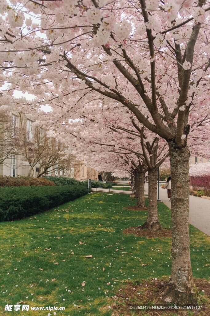 春日烂漫樱花林荫道