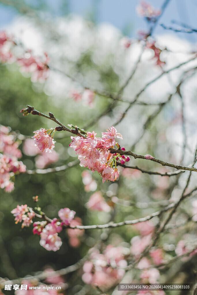 枝头绽放的粉嫩梅花
