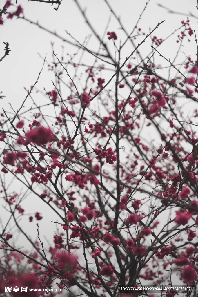 枝头绽放的艳丽红梅