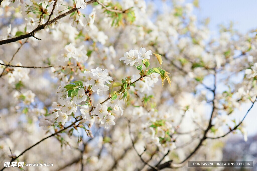 春日绽放的洁白繁花