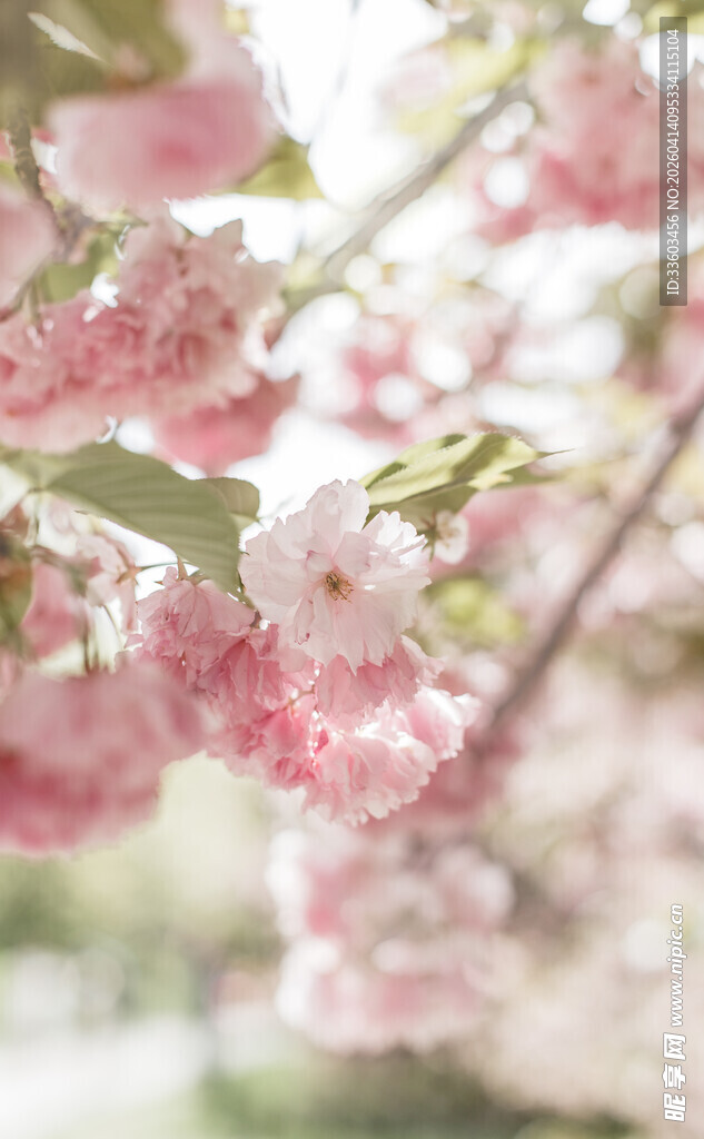 春日烂漫粉色樱花绽放