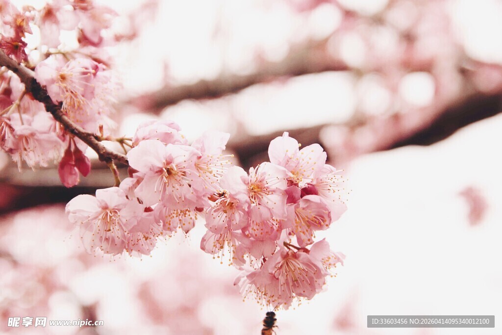 烂漫樱花绽放枝头