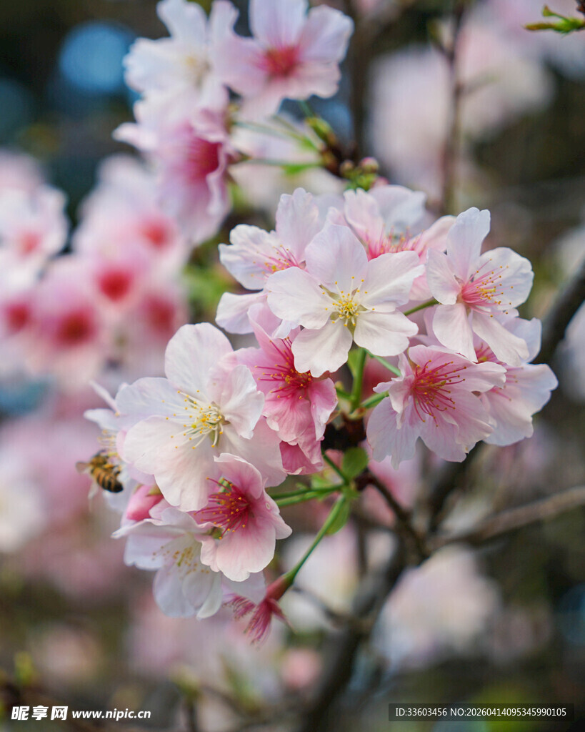 粉嫩娇俏的绽放桃花