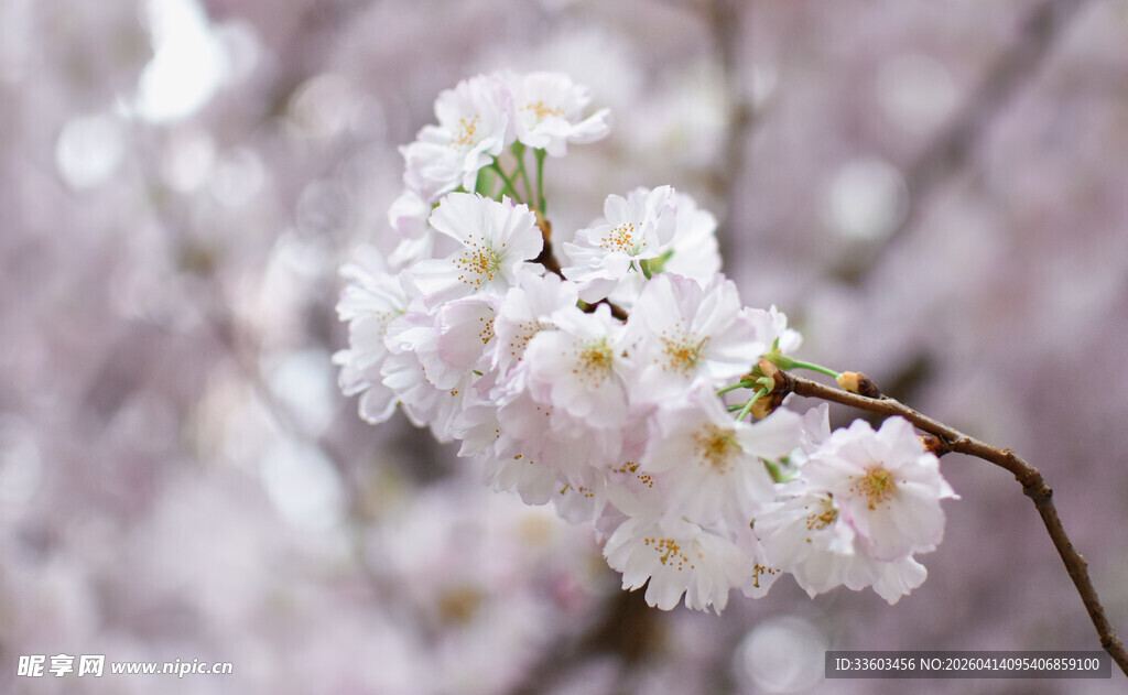 枝头绽放的美丽樱花