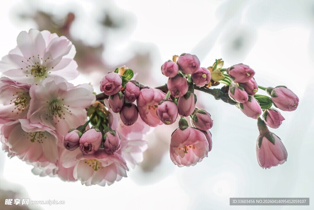 枝头绽放的粉嫩樱花