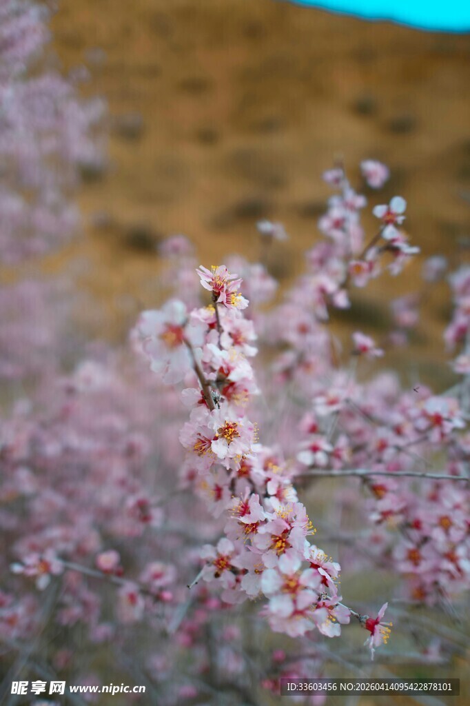 绽放的粉色小花