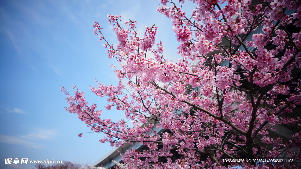 蓝天粉樱绽放美景