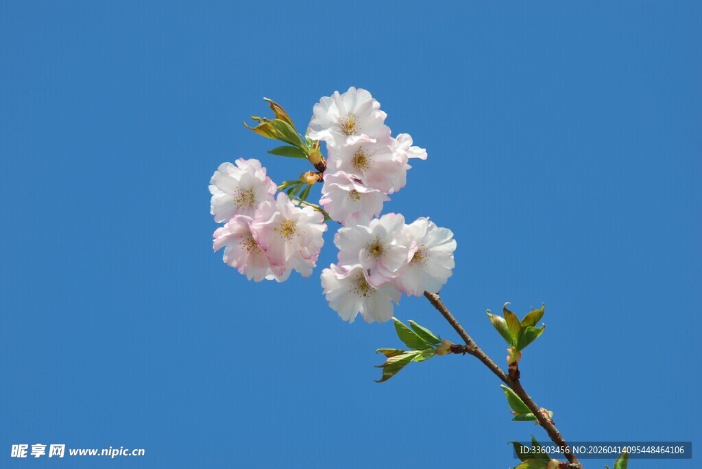 蓝天映衬下的粉嫩花枝