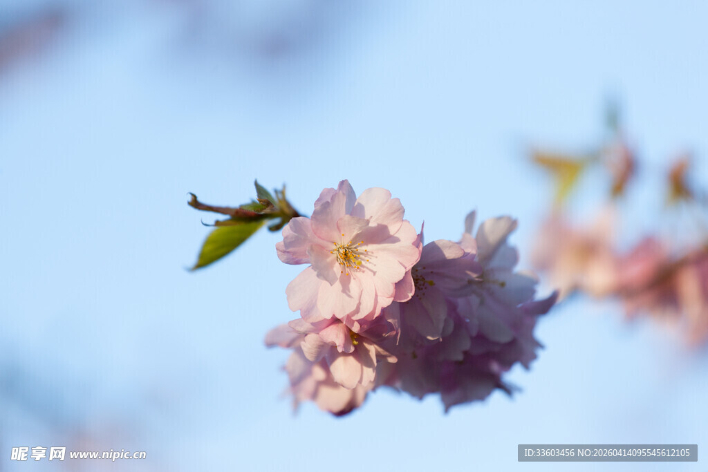 枝头绽放的粉嫩樱花