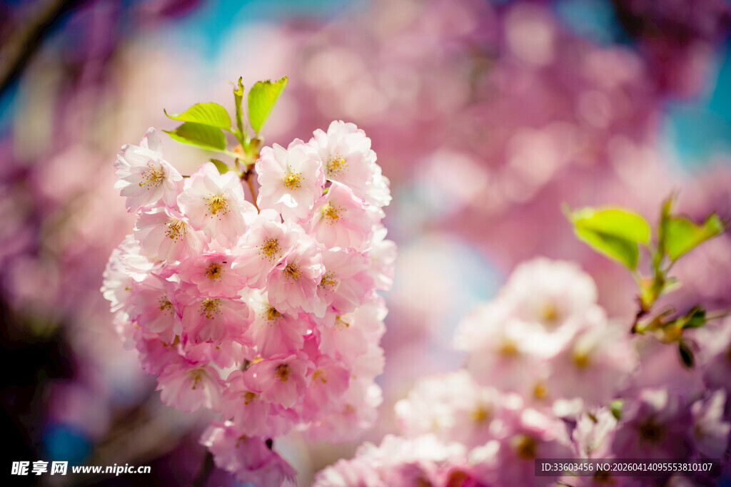 烂漫樱花绽放