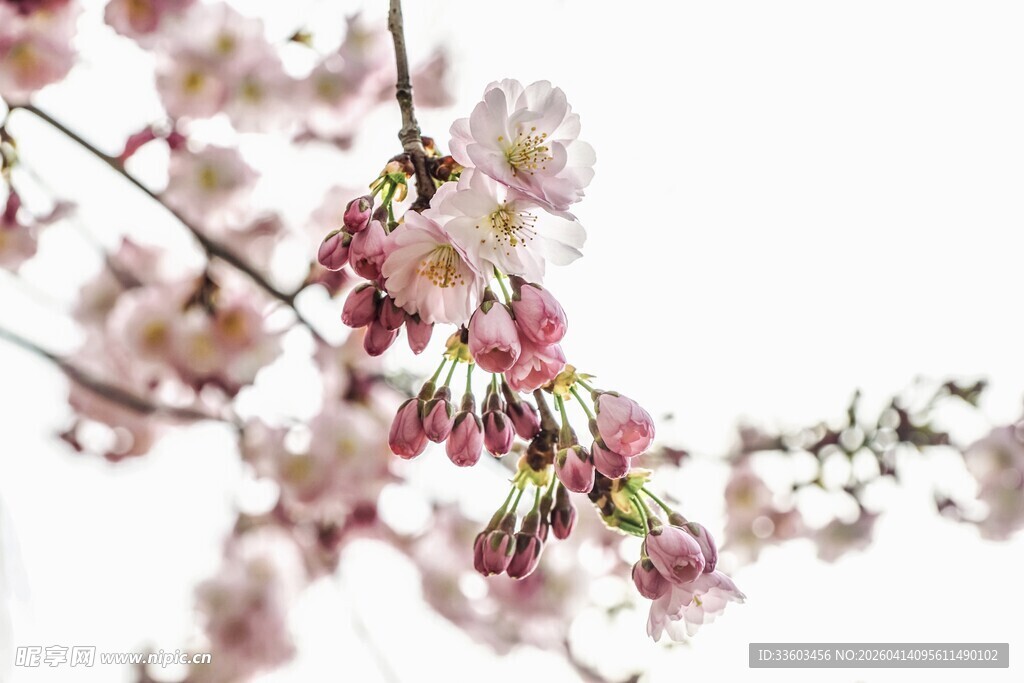 枝头绽放的粉嫩樱花