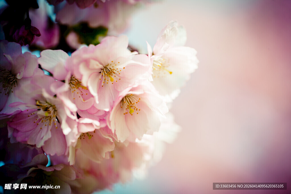 浪漫粉色盛开的美丽樱花
