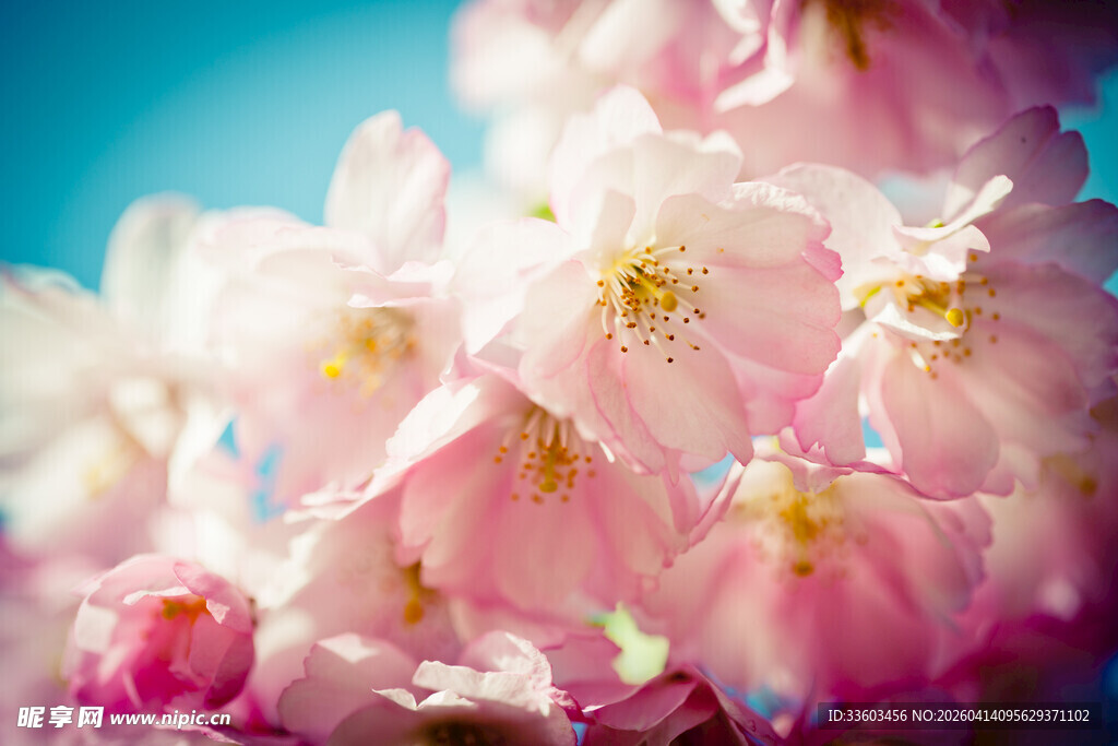浪漫粉色樱花绽放