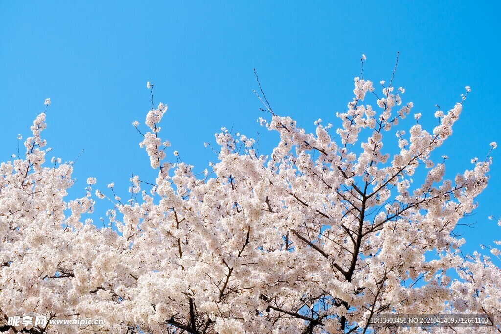 盛开的樱花树