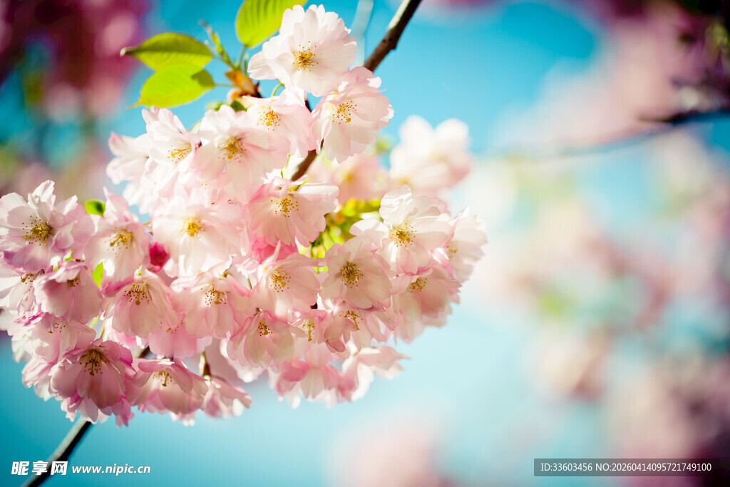 烂漫樱花绽放枝头