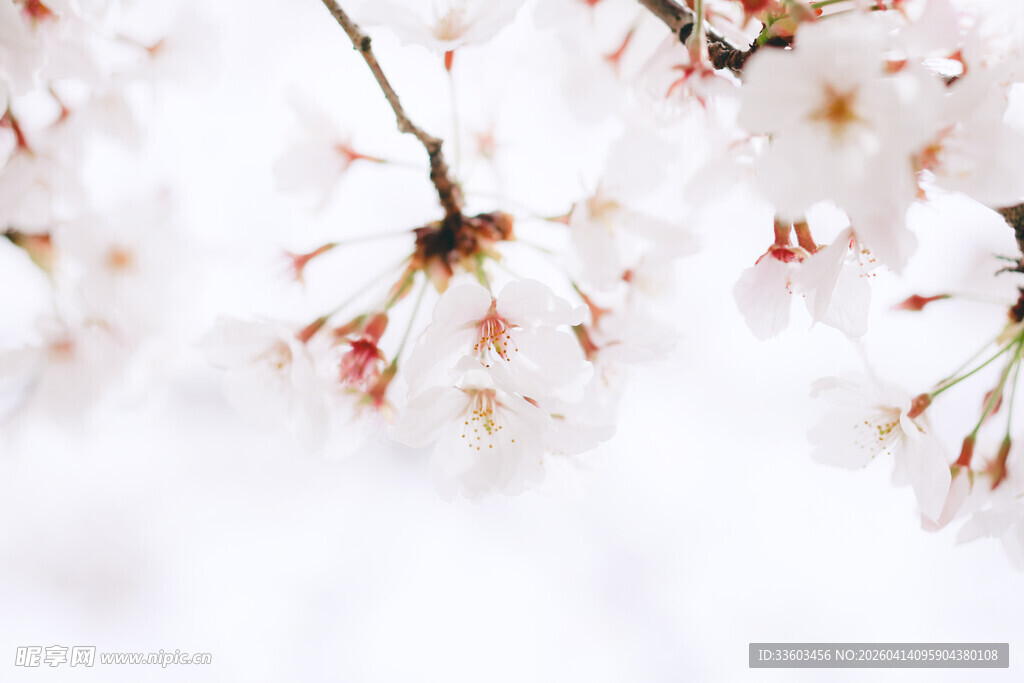 春日烂漫樱花绽放