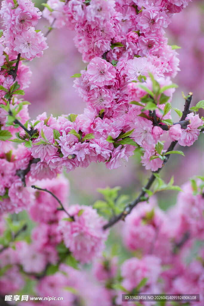 烂漫粉色樱花枝头绽放