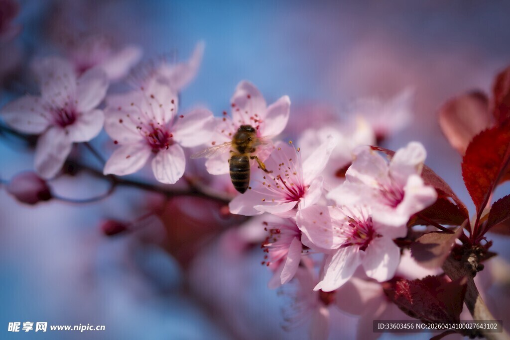 蜜蜂于粉花枝头采蜜