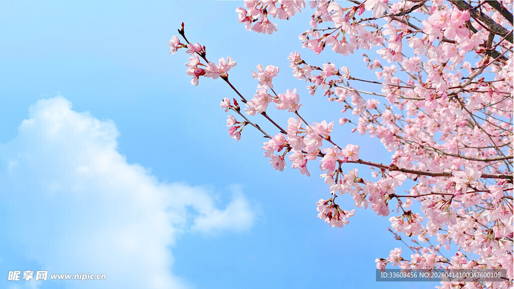 蓝天粉樱枝头绽放