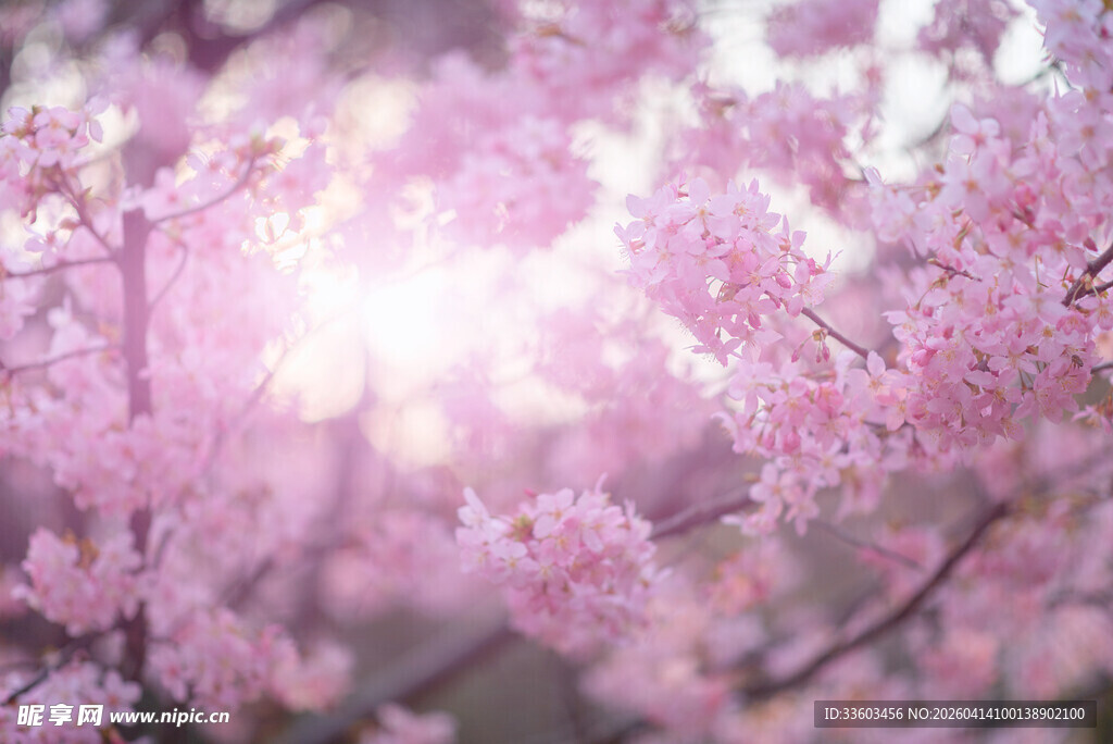 梦幻粉色樱花绽放美景