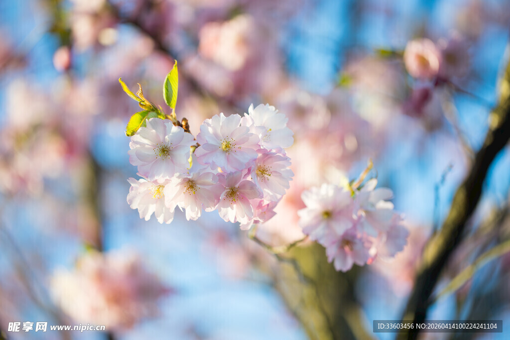 春日烂漫樱花枝头绽放