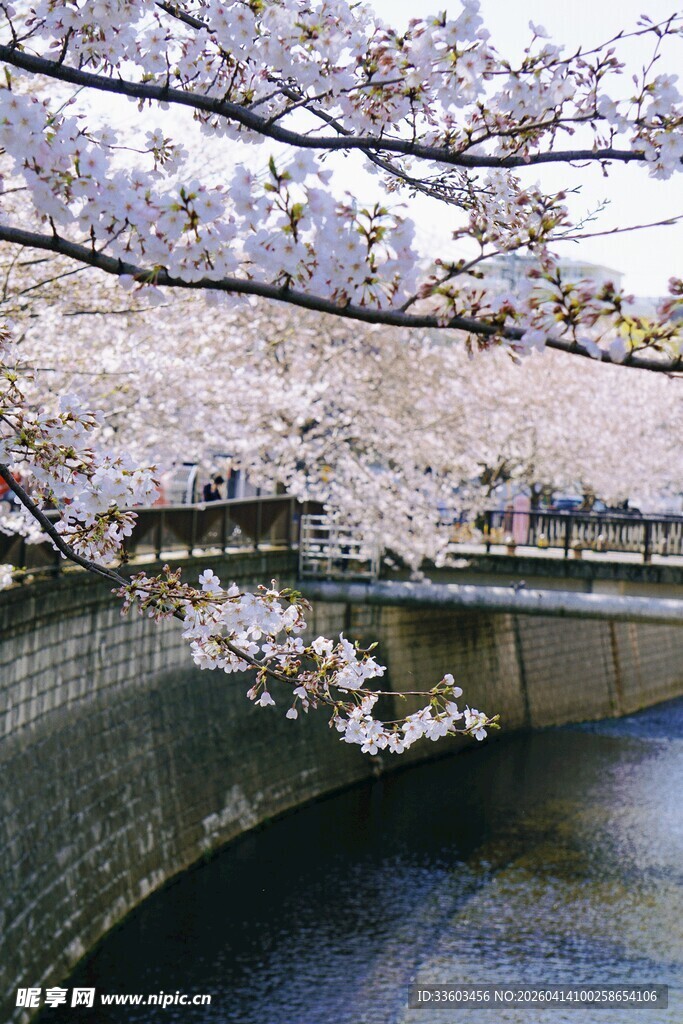 河畔樱花烂漫绽放