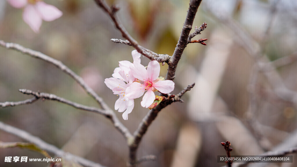 枝头绽放的粉嫩花朵