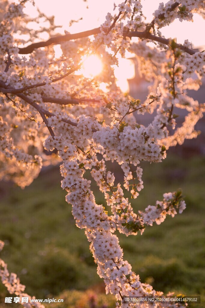 春日繁花间的温暖阳光