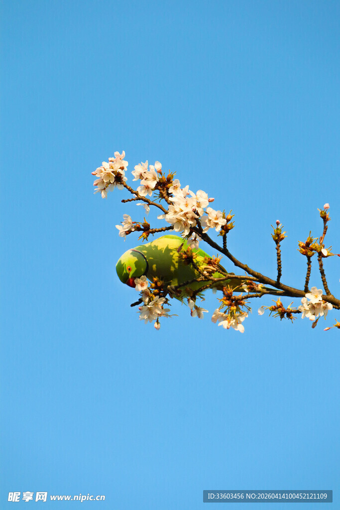枝头鸟儿伴繁花