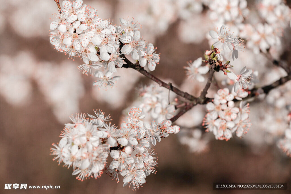 枝头绽放的美丽杏花