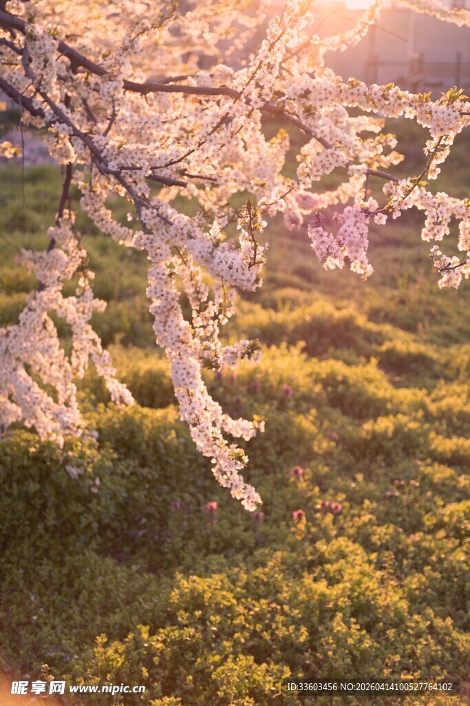 春日樱花下的明媚景致