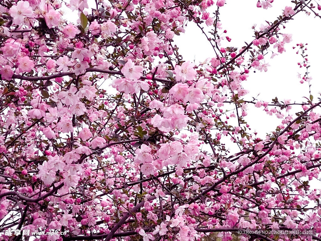 盛开的粉色繁花