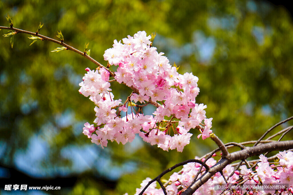 枝头绽放的粉嫩樱花