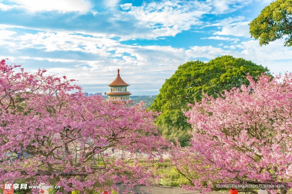 春日烂漫樱花与古建筑