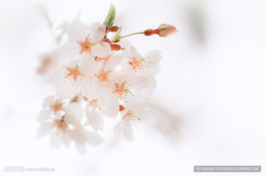 绽放的唯美白色樱花