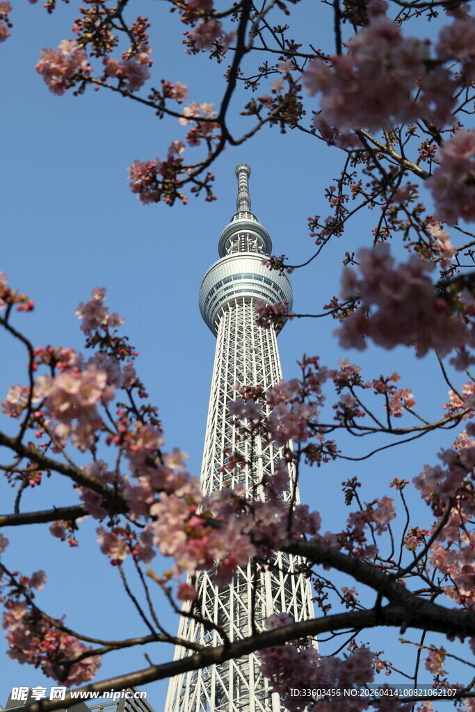 樱花掩映下的高塔