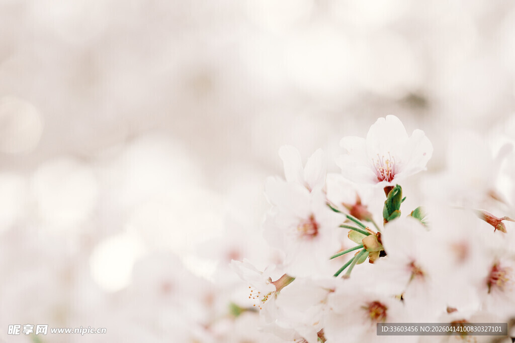 绽放的白色花朵特写