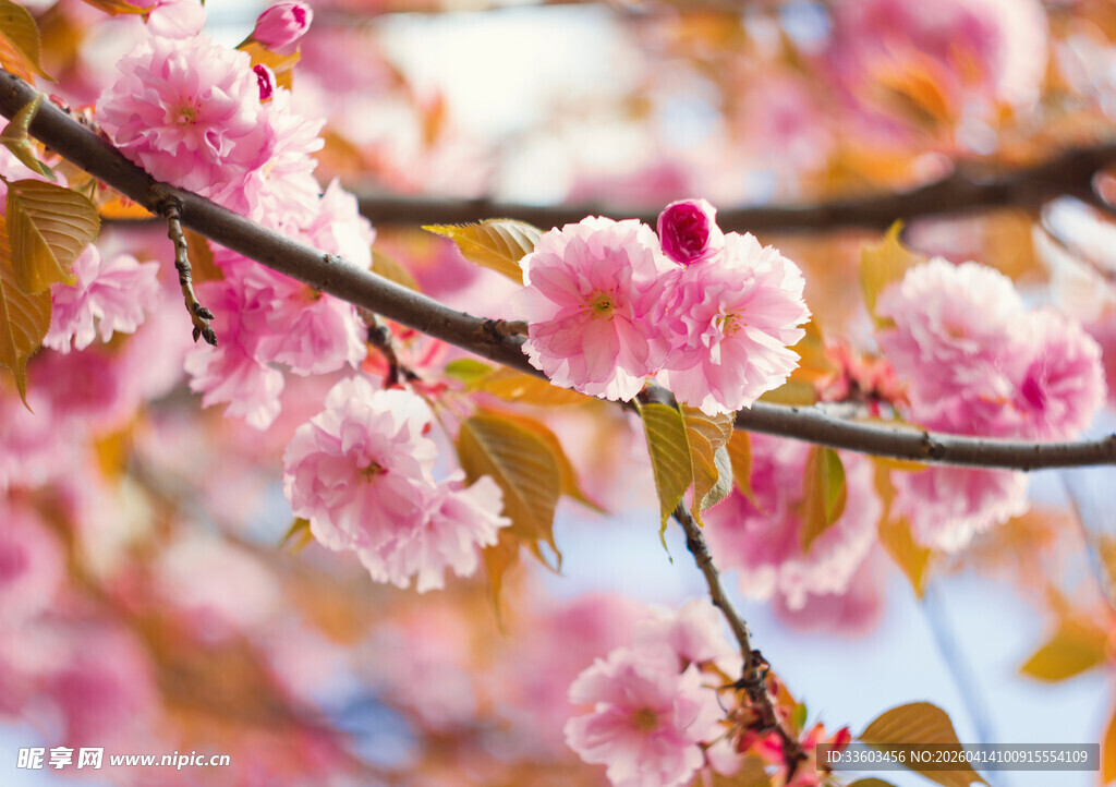 粉色樱花枝头绽放