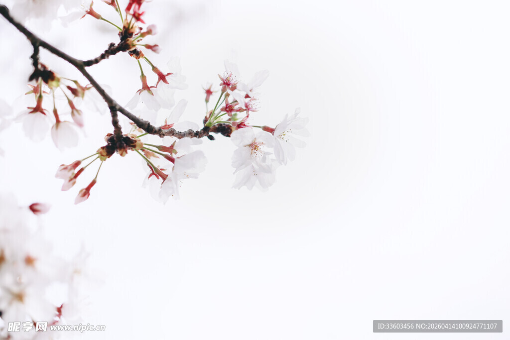 枝头绽放的粉嫩春花