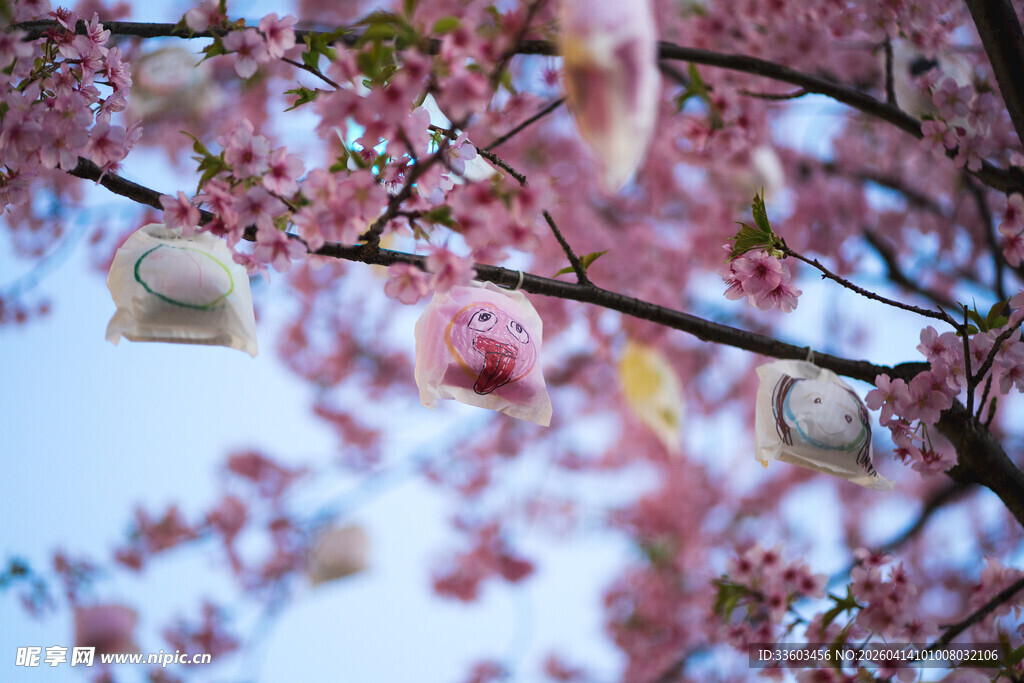 樱花枝头挂饰点缀美景