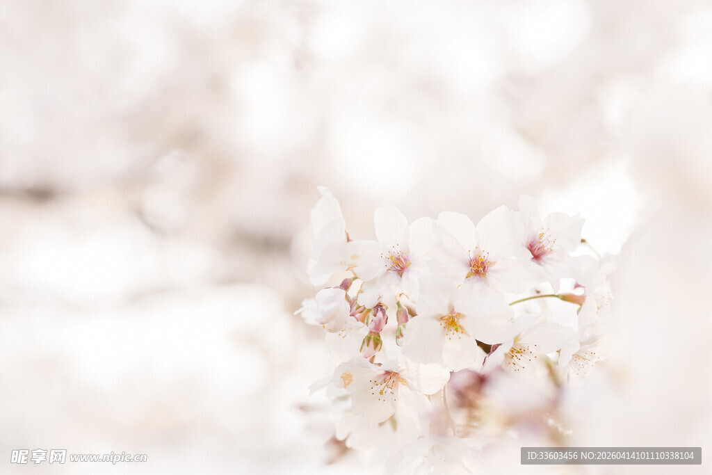 唯美白色樱花特写画面