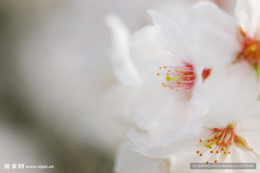 洁白樱花特写