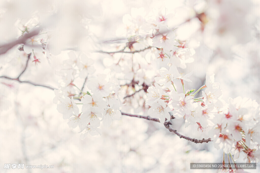 枝头绽放的洁白樱花